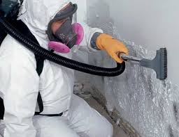 Best Basement Mold Removal  in Mercer Island, WA